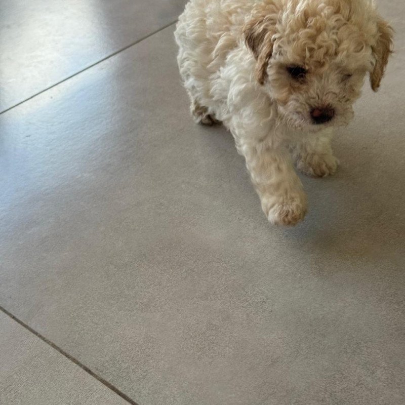 FILHOTES DE POODLE DISPONÍVEIS!