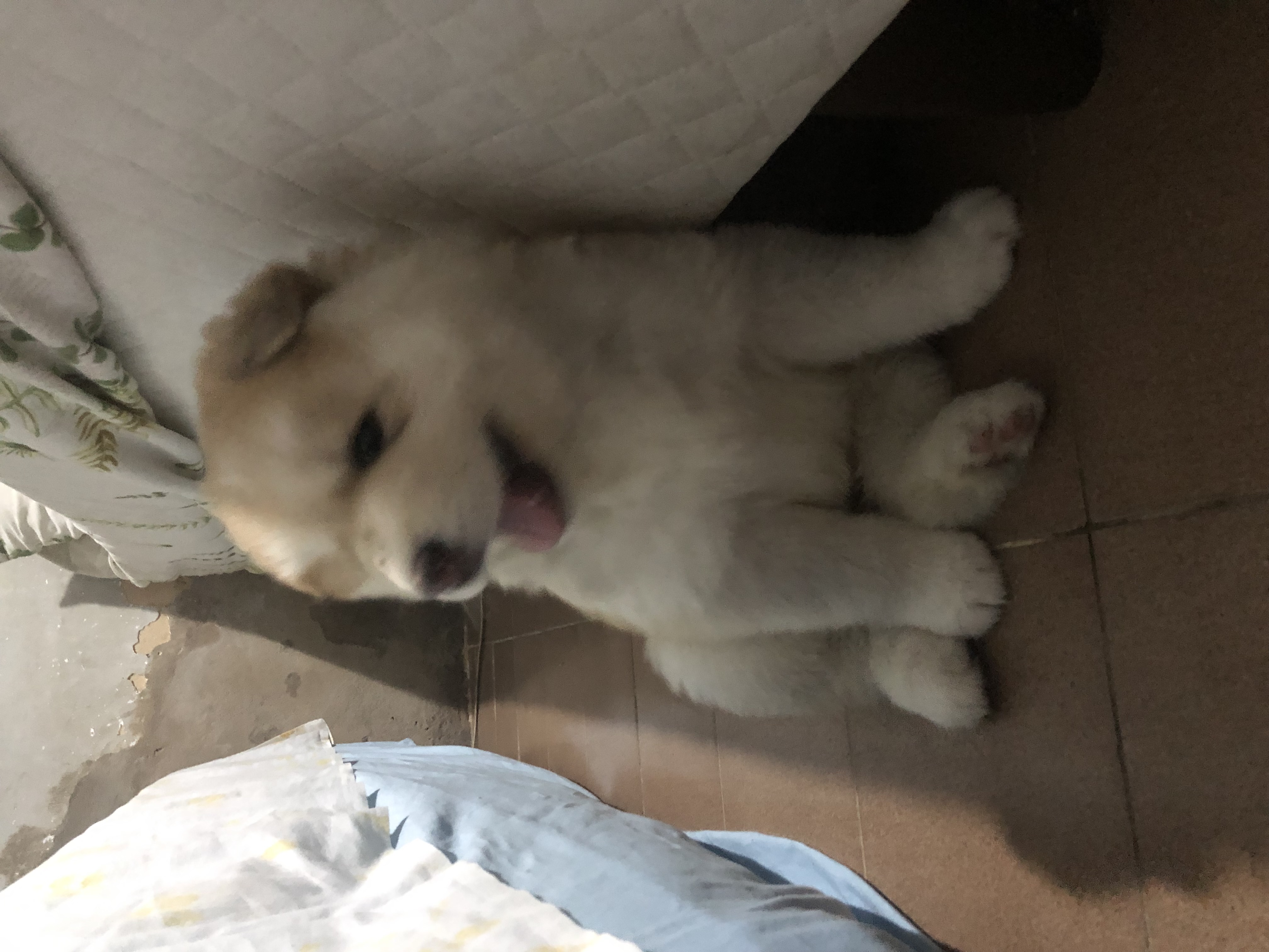 Portal Vendocão Filhote Macho de Husky Siberiano Aracaju 