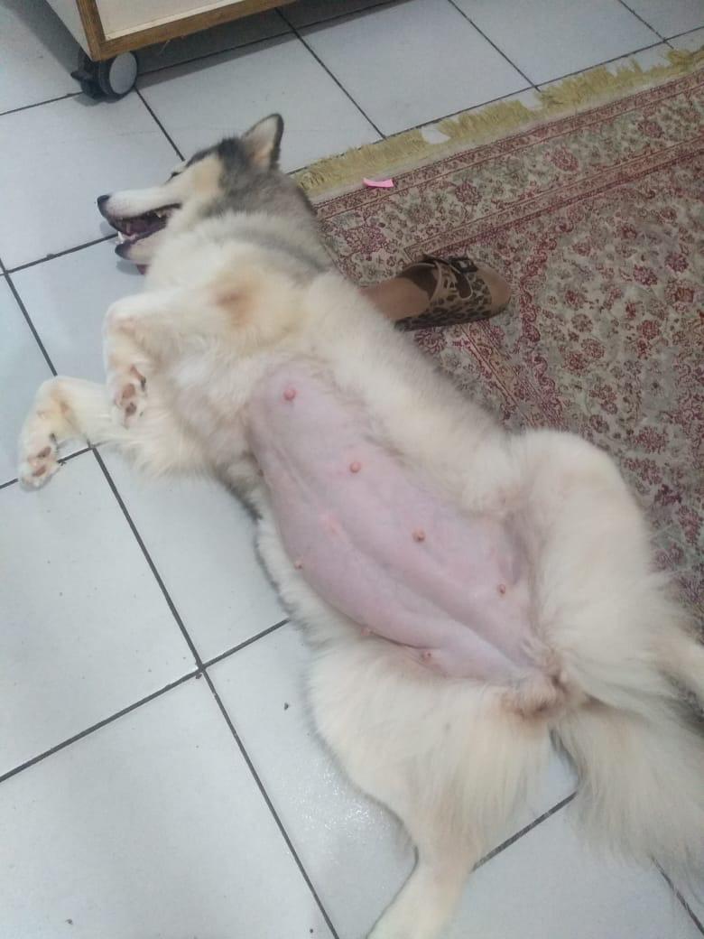 HUSKY SIBERIANO MACHO - Foto 3