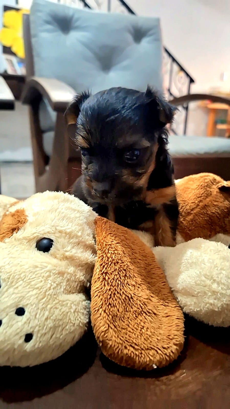 Portal Vendocão YORKSHIRE MACHO  Aracati