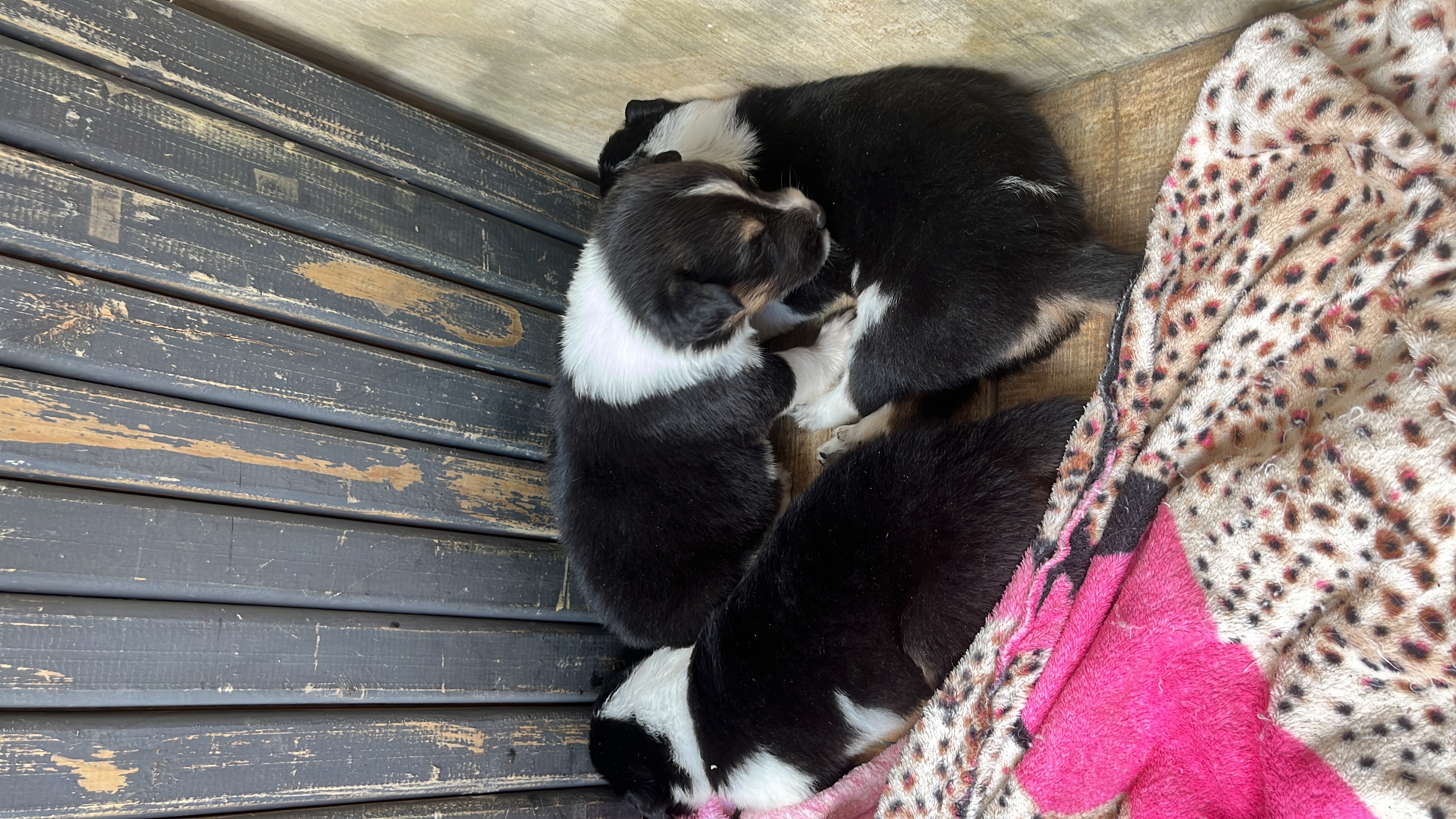 Filhotes de border collie  - Foto 2