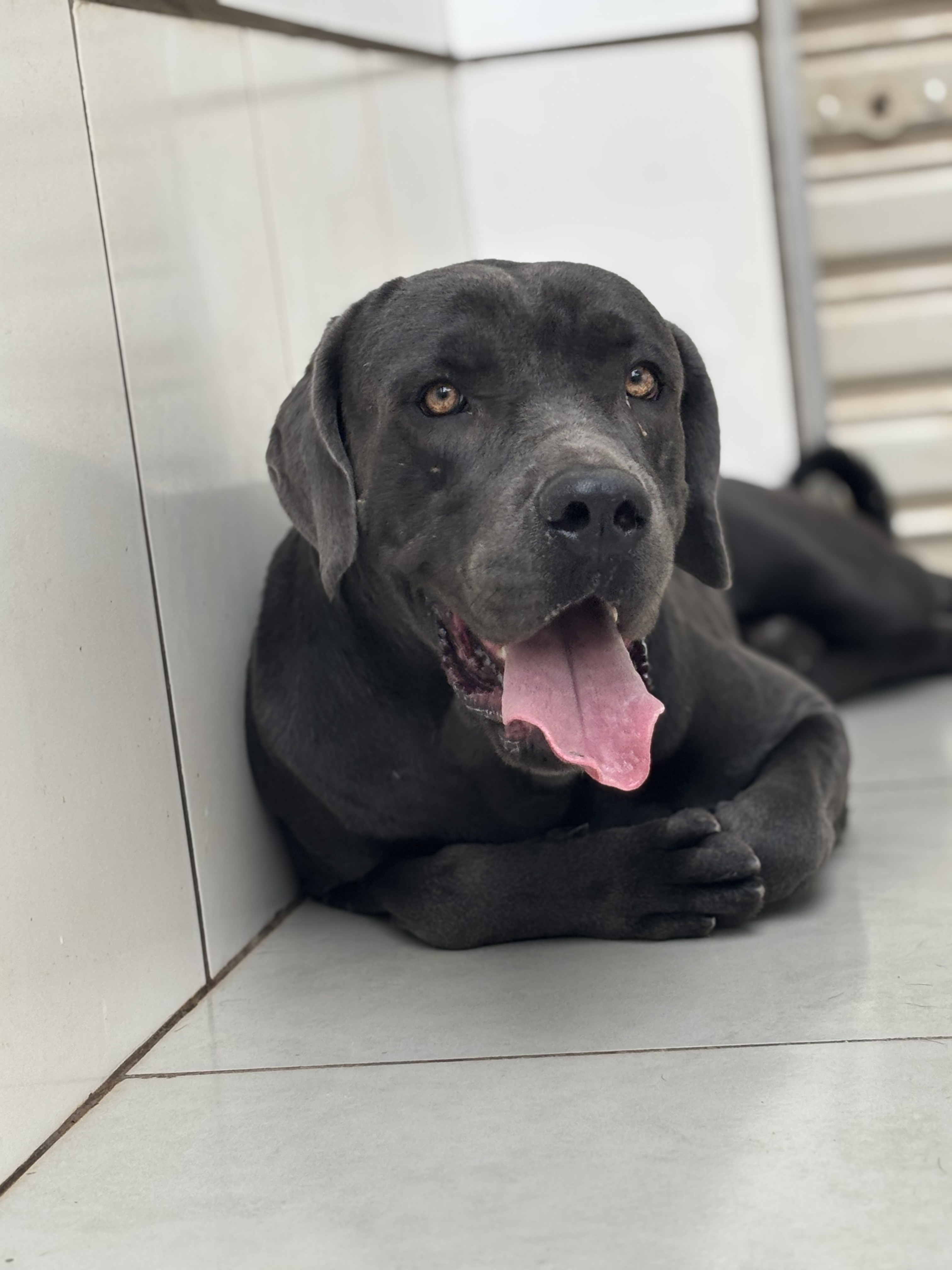 Portal Vendocão Cane Corso Cinza 5 fêmeas e 1 macho  Campinas sp 