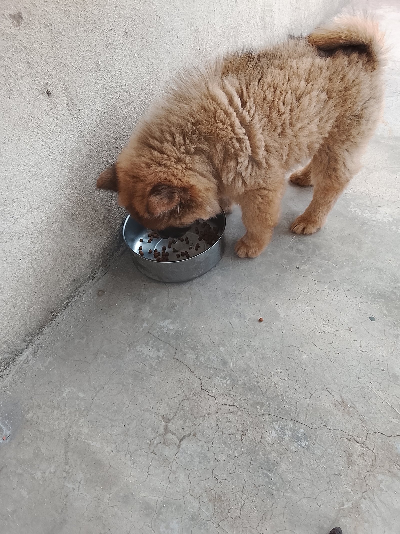 Cachorra chau chau filhote linda bem cuidada  - Foto 2