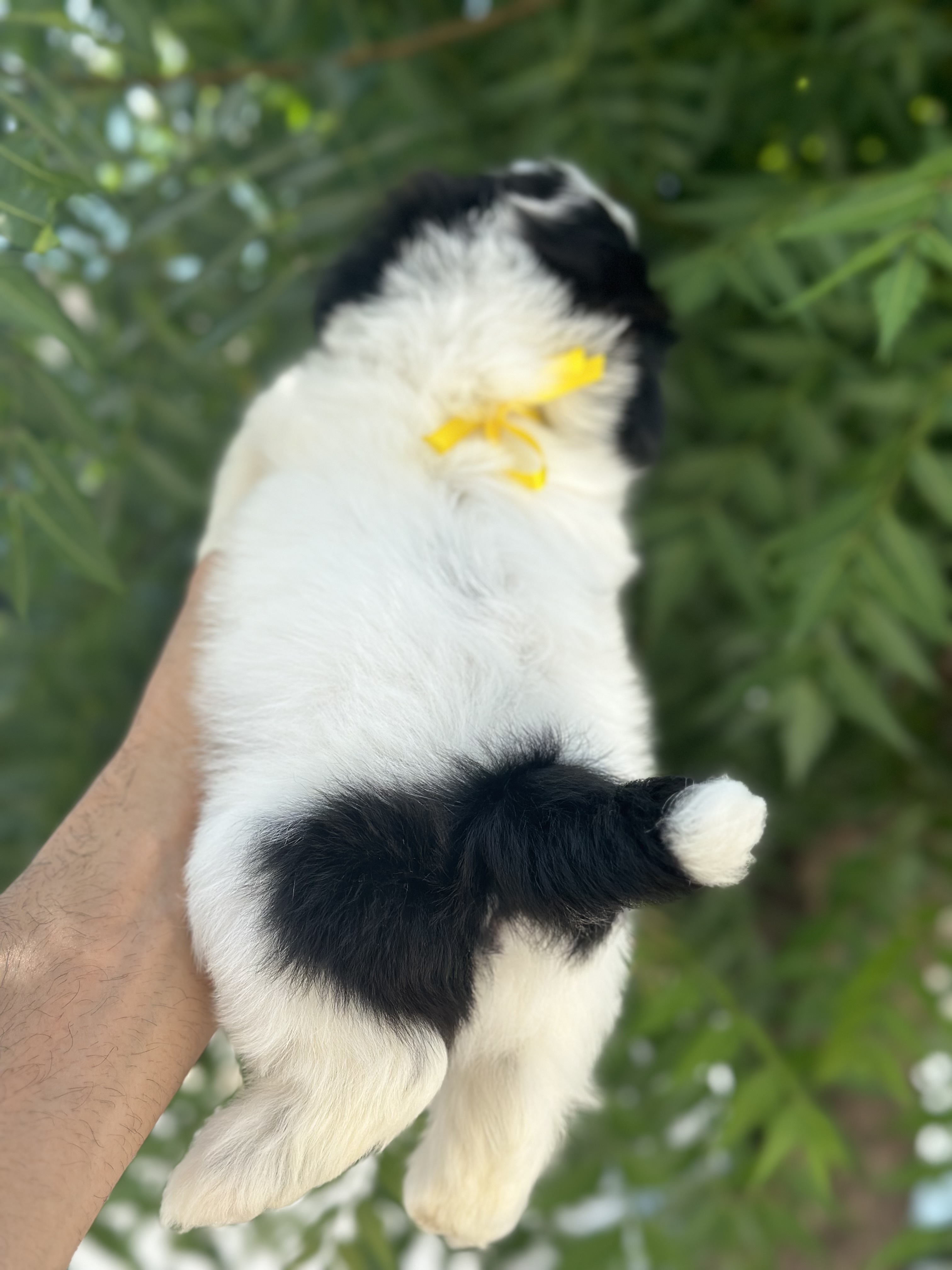 Portal Vendocão Filhotes de shihtzu  Patos 