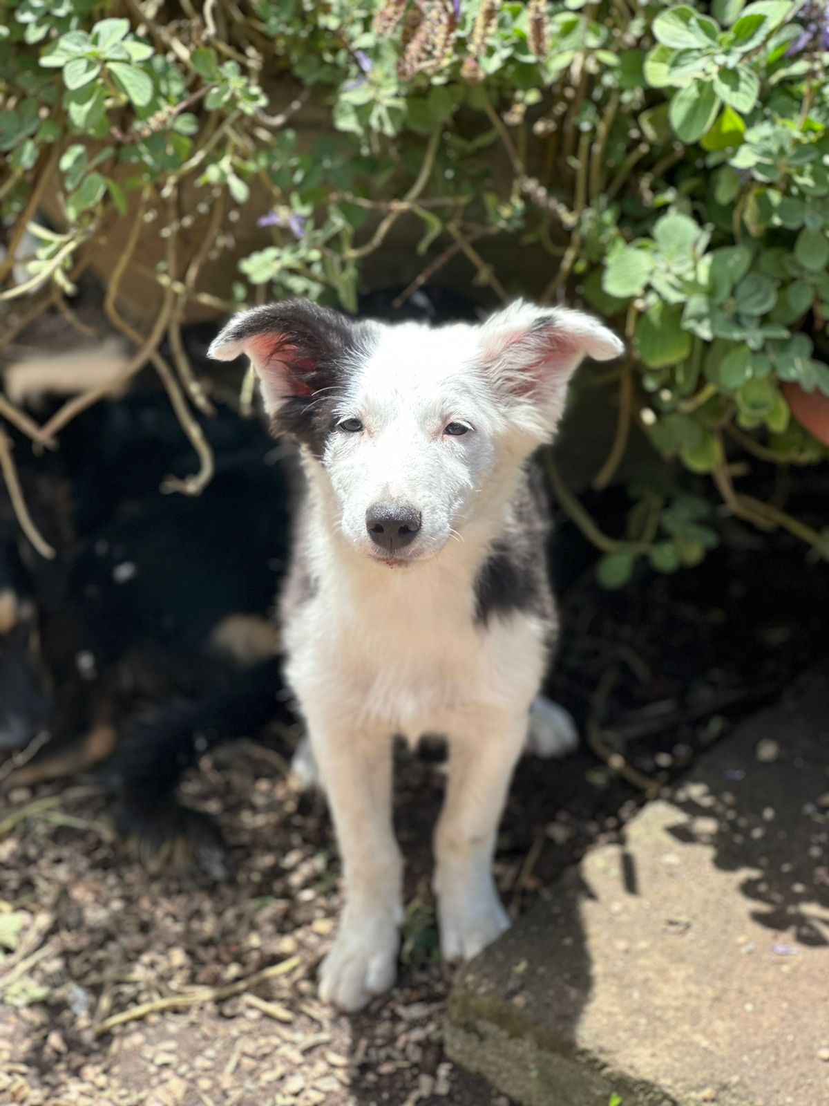 Portal Vendocão Fhotes de Border Collie sendo 4 fêmeas e 1 macho.  Porto Alegre