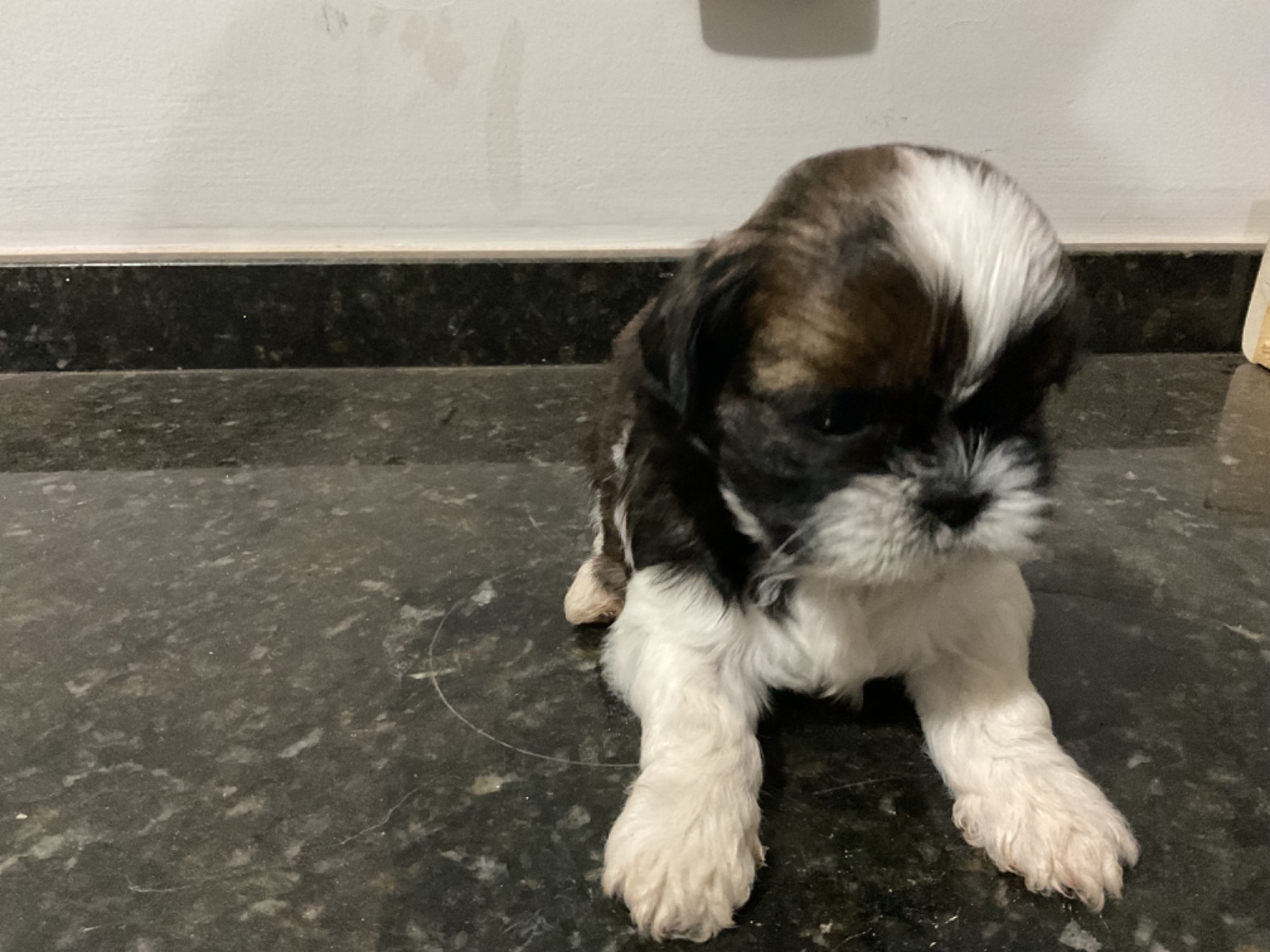 filhotes de Shih Tzu Cuiabá 