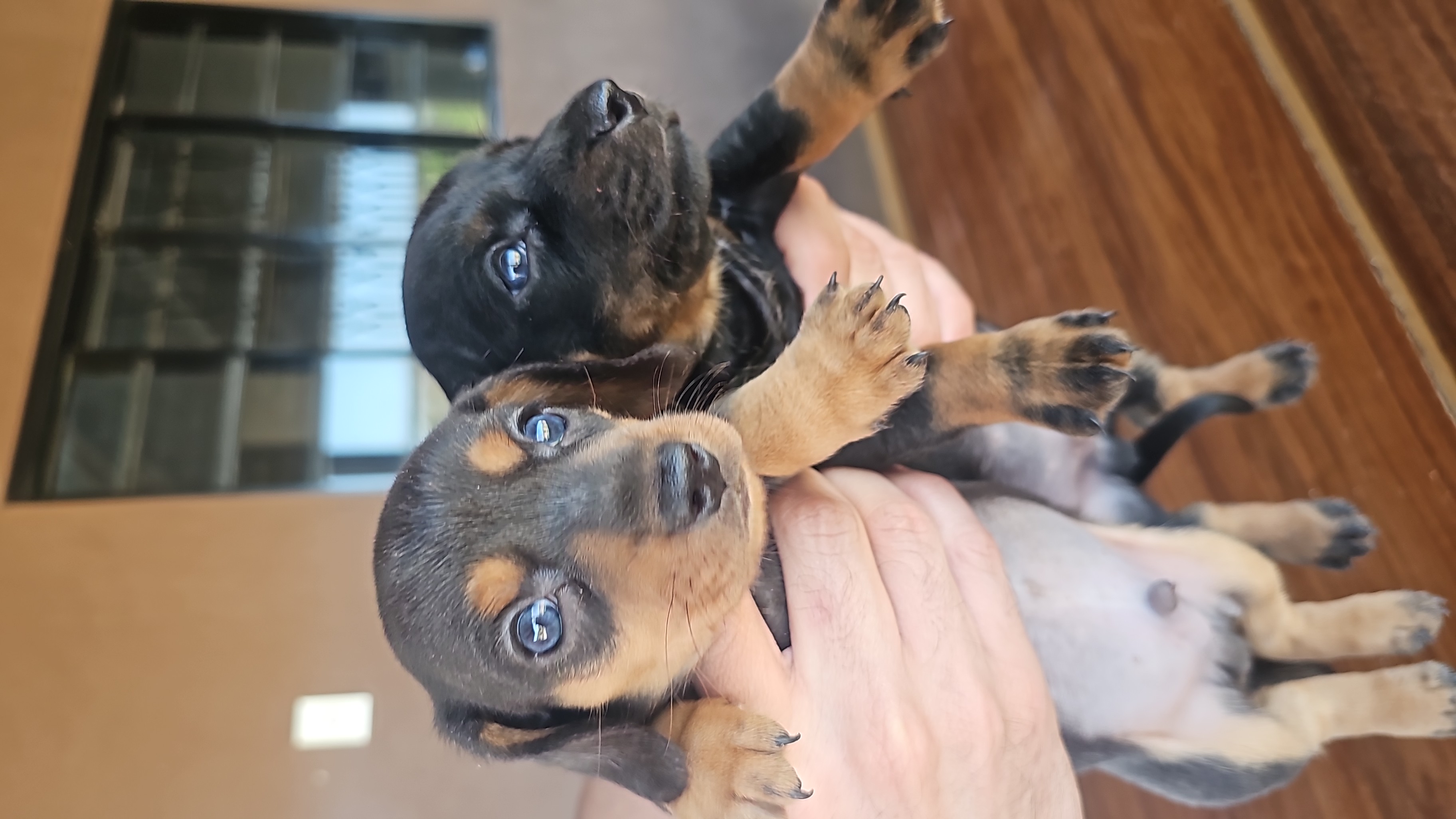 Portal Vendocão Venda de cachorro dachshund macho Brasilia 