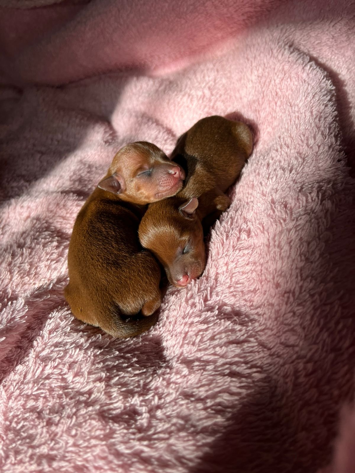 Filhote de Pinscher Zero  - Foto 1