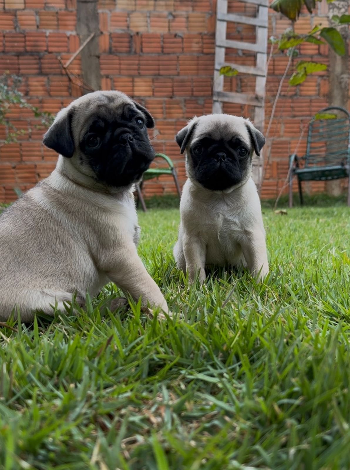 Filhotes de Pug femeas - Foto 1