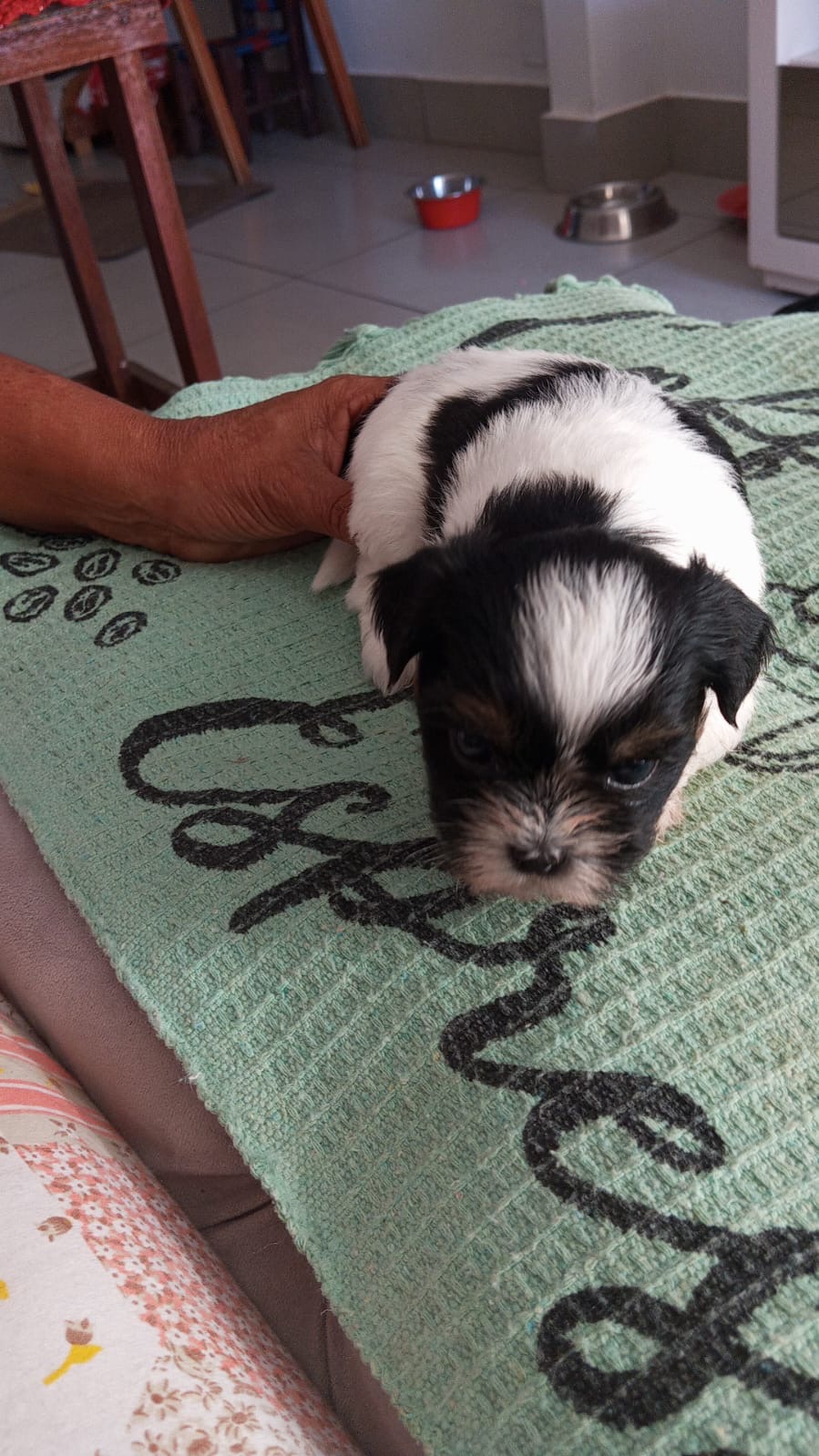 Portal Vendocão Filhotes de shihtzu Goiânia 