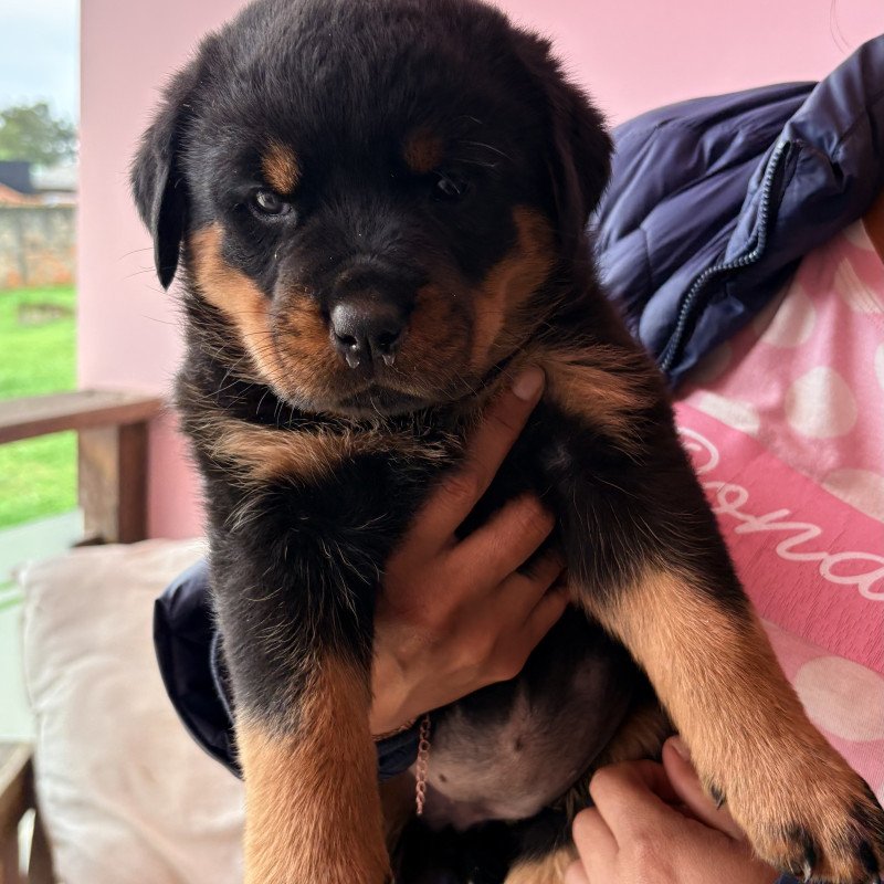 Filhotes de Rottweiler