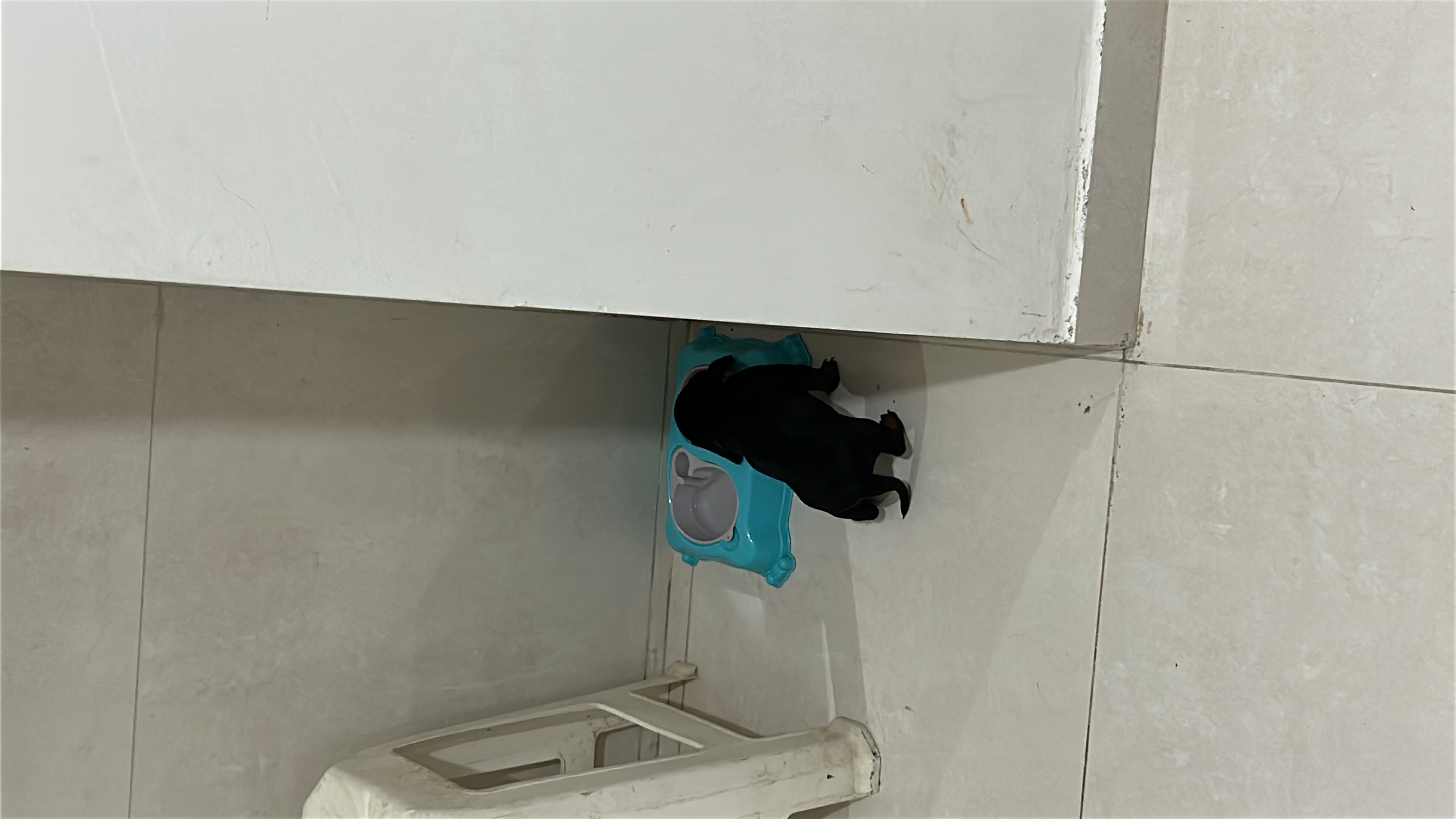 Portal Vendocão Vendo filhote de Dashshund Olinda