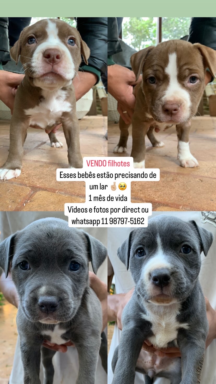 Portal Vendocão Vendo filhote American Bully com Pitbull  Embu das Artes sp
