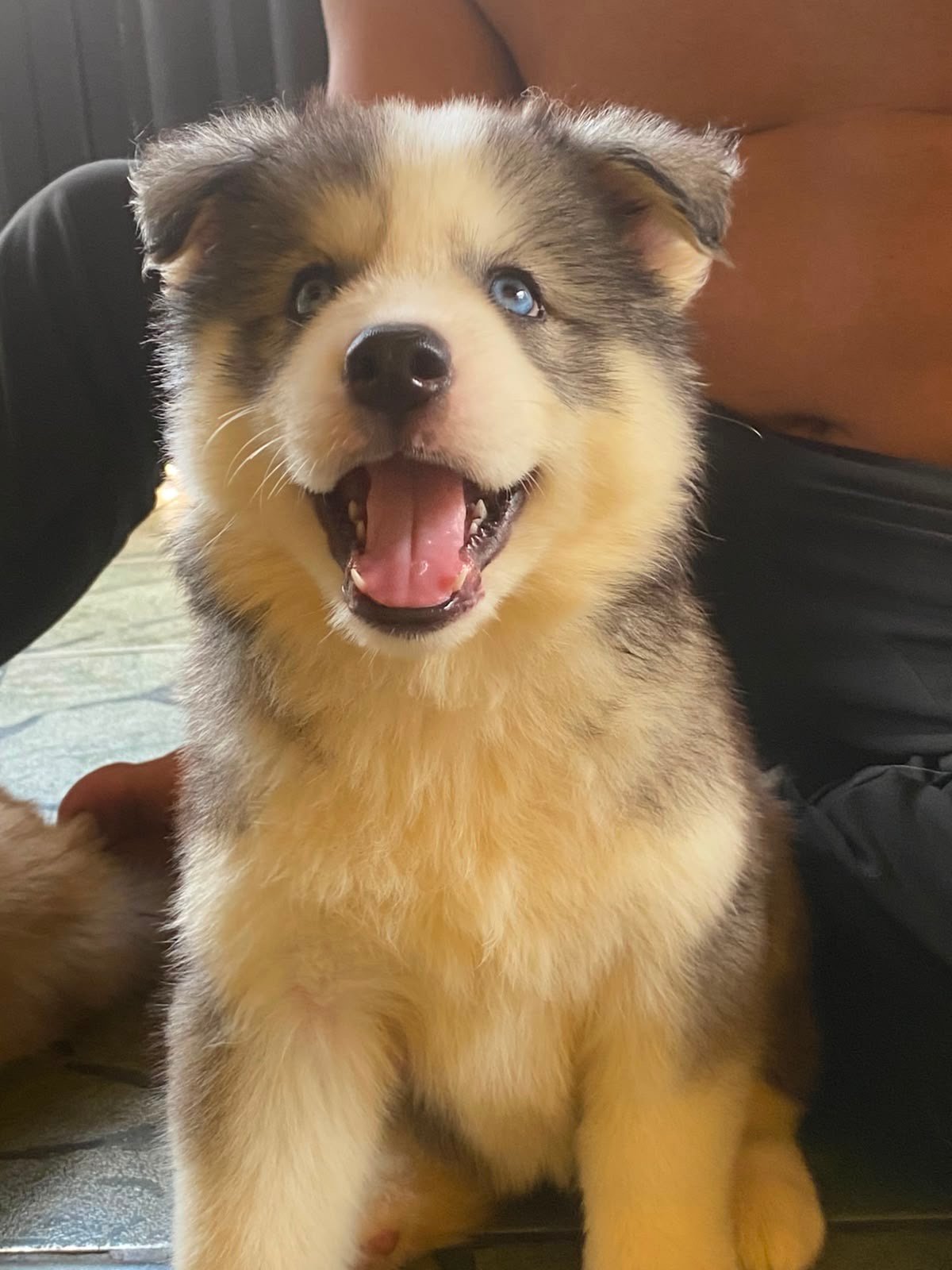 🐾✨ FILHOTES DE HUSKY SIBERIANO DISPONÍVEIS! ✨🐾 - Foto 2