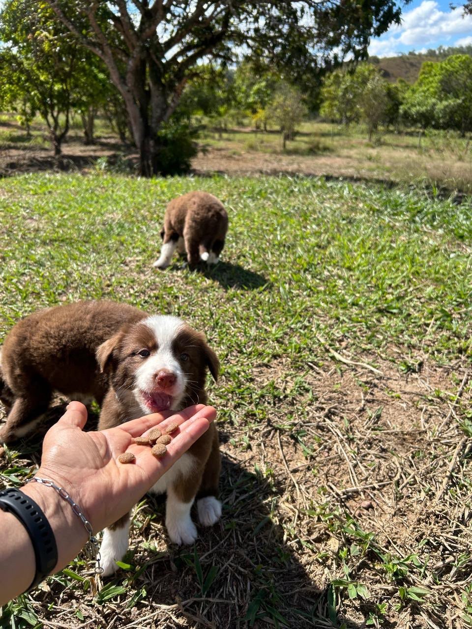VENDA FILHOTE BORDER COLLIE 