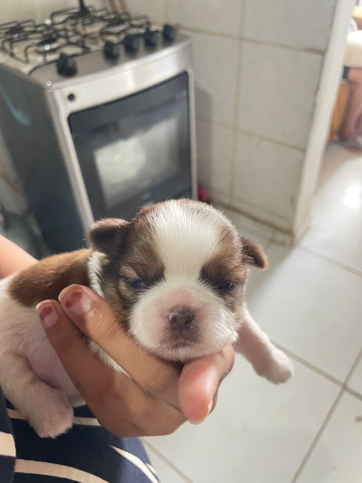 Portal Vendocão Vendo filhote de shitszu fêmea  Maceio