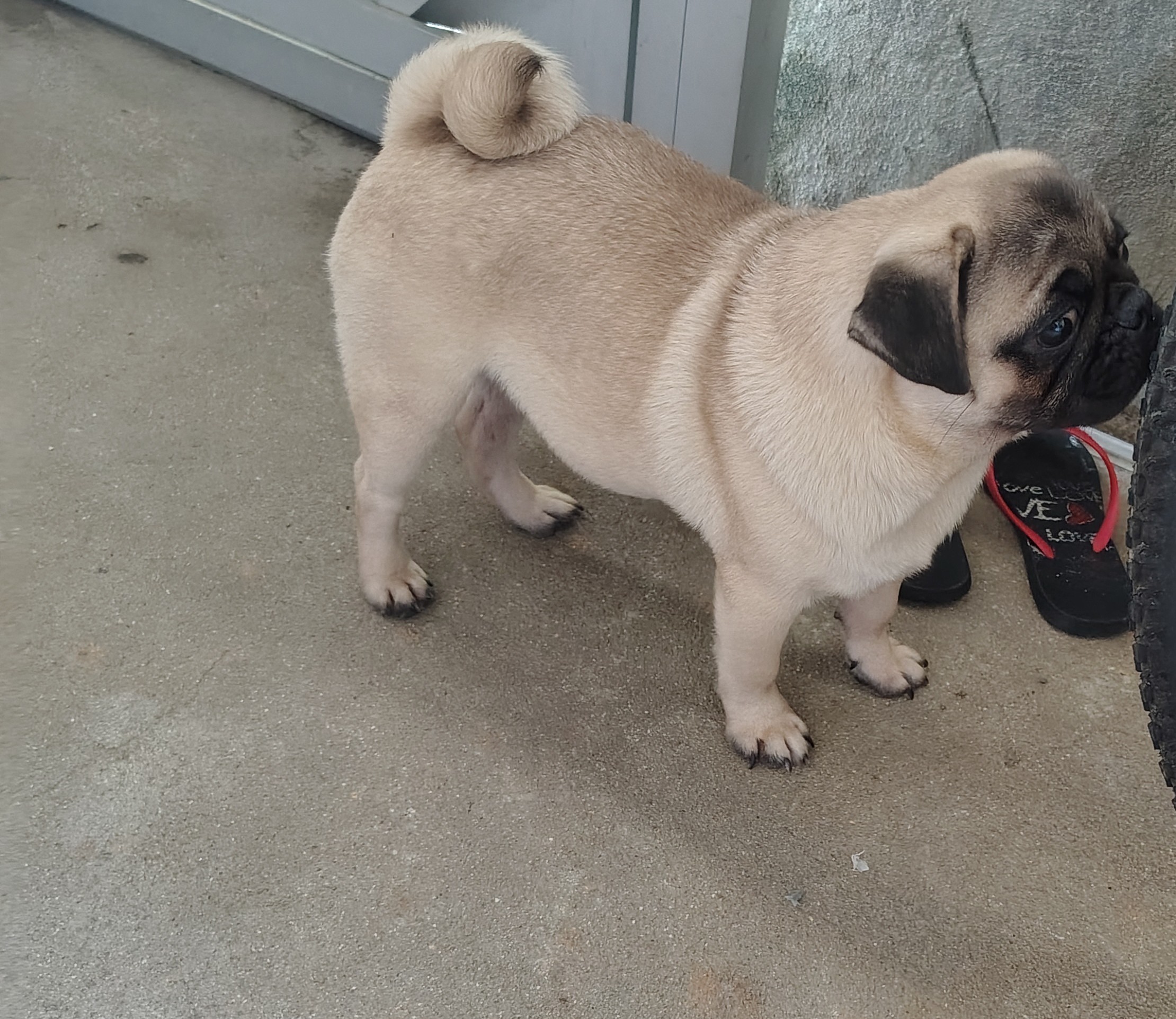 Portal Vendocão Filhote de pug  Igarassu 
