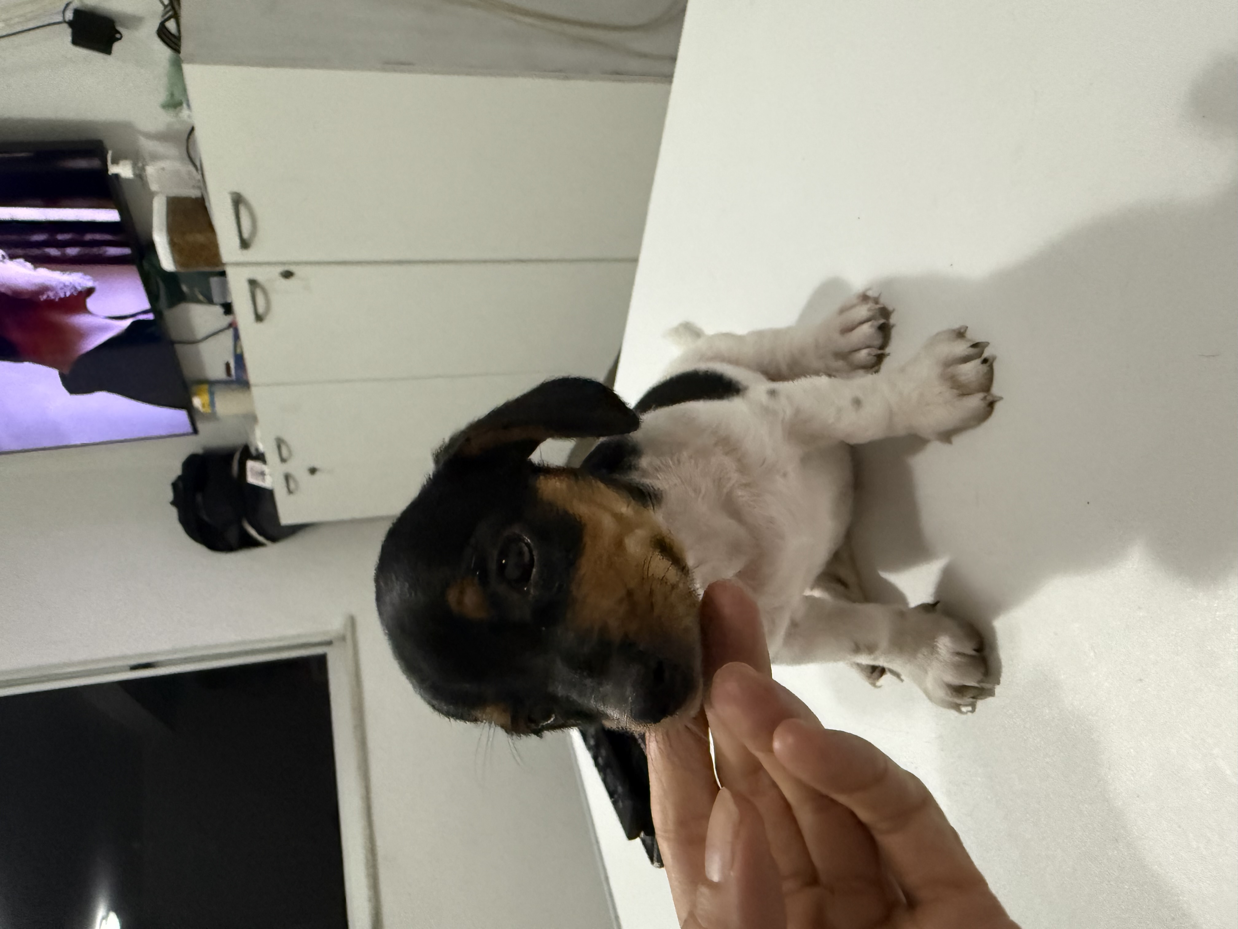 Salsichinha pelagem piebald - Foto 2