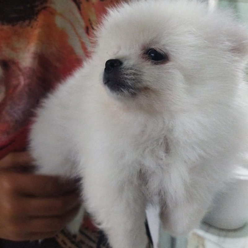 Lindos filhotes de lulu da Pomerânia - Foto 4