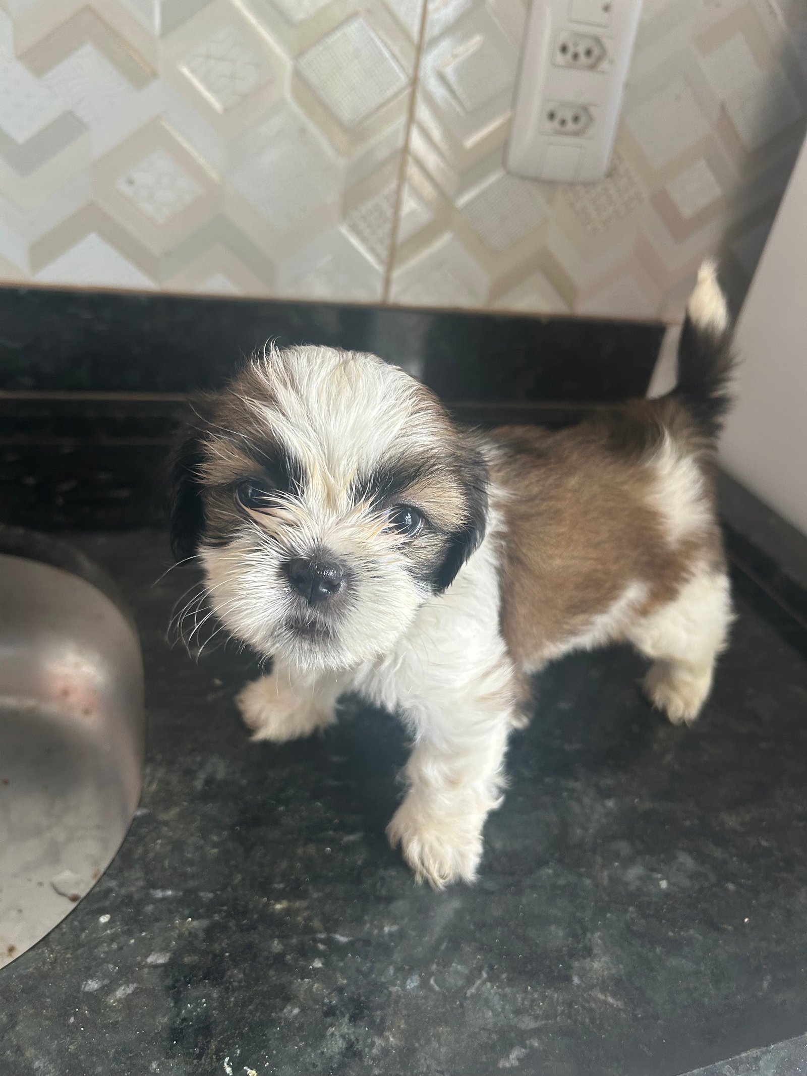 Shih tzu macho  - Foto 2