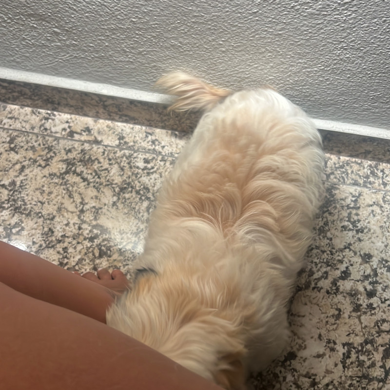 Lindo macho, com um aninho! - Foto 3