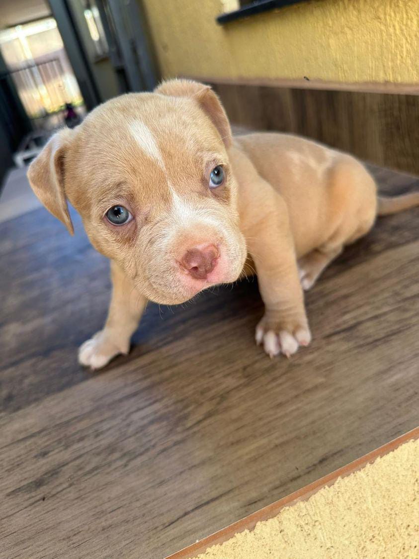 Portal Vendocão Filhotes  Brasilândia 