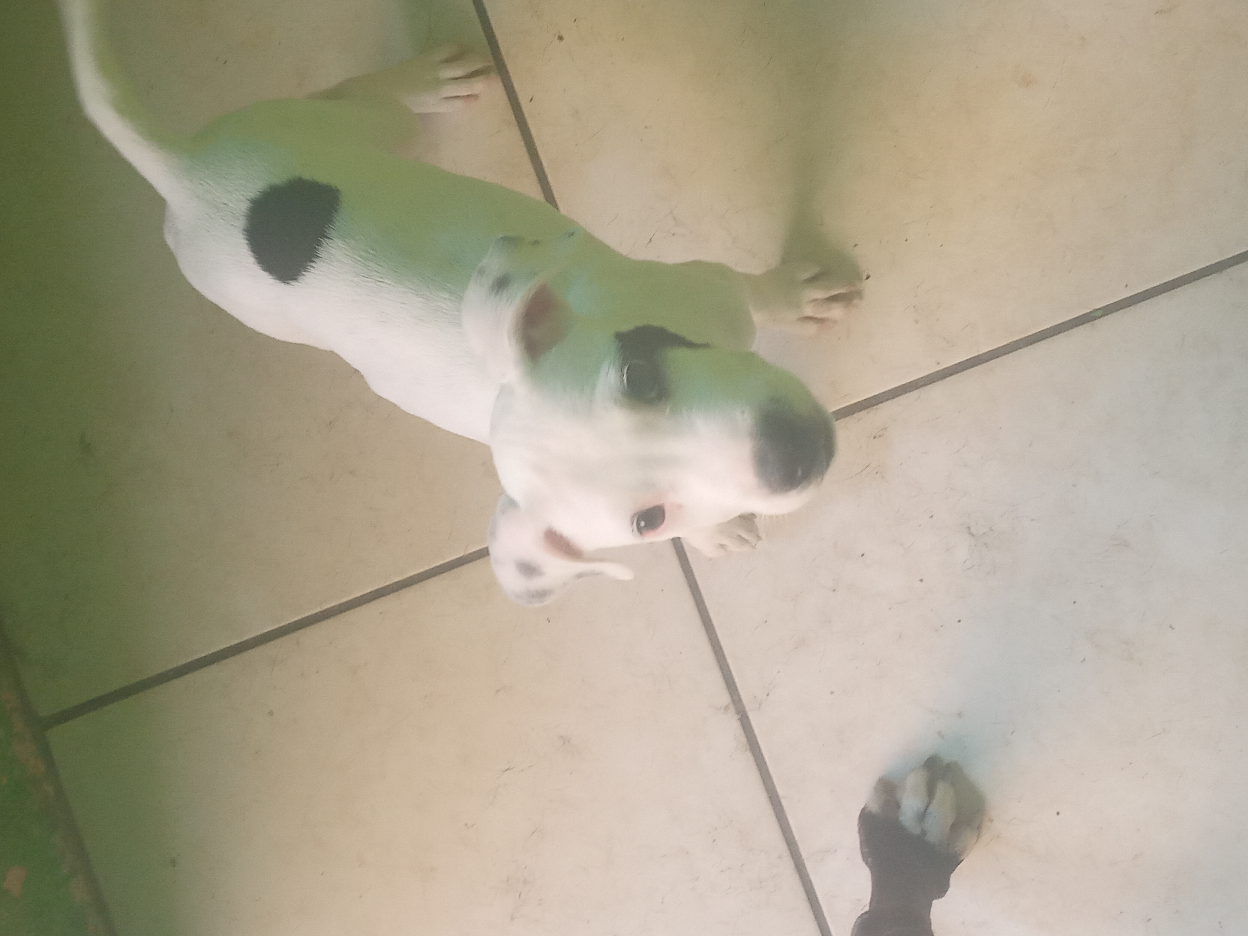 Portal Vendocão Pitbull puro fêmea  Salvador
