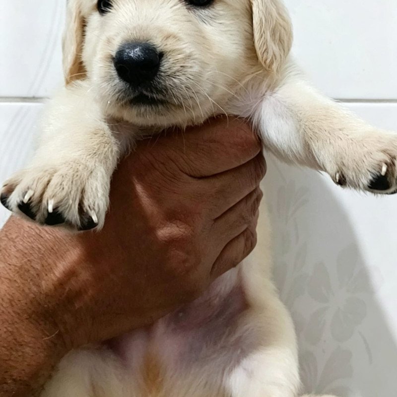 Golden retrivel
