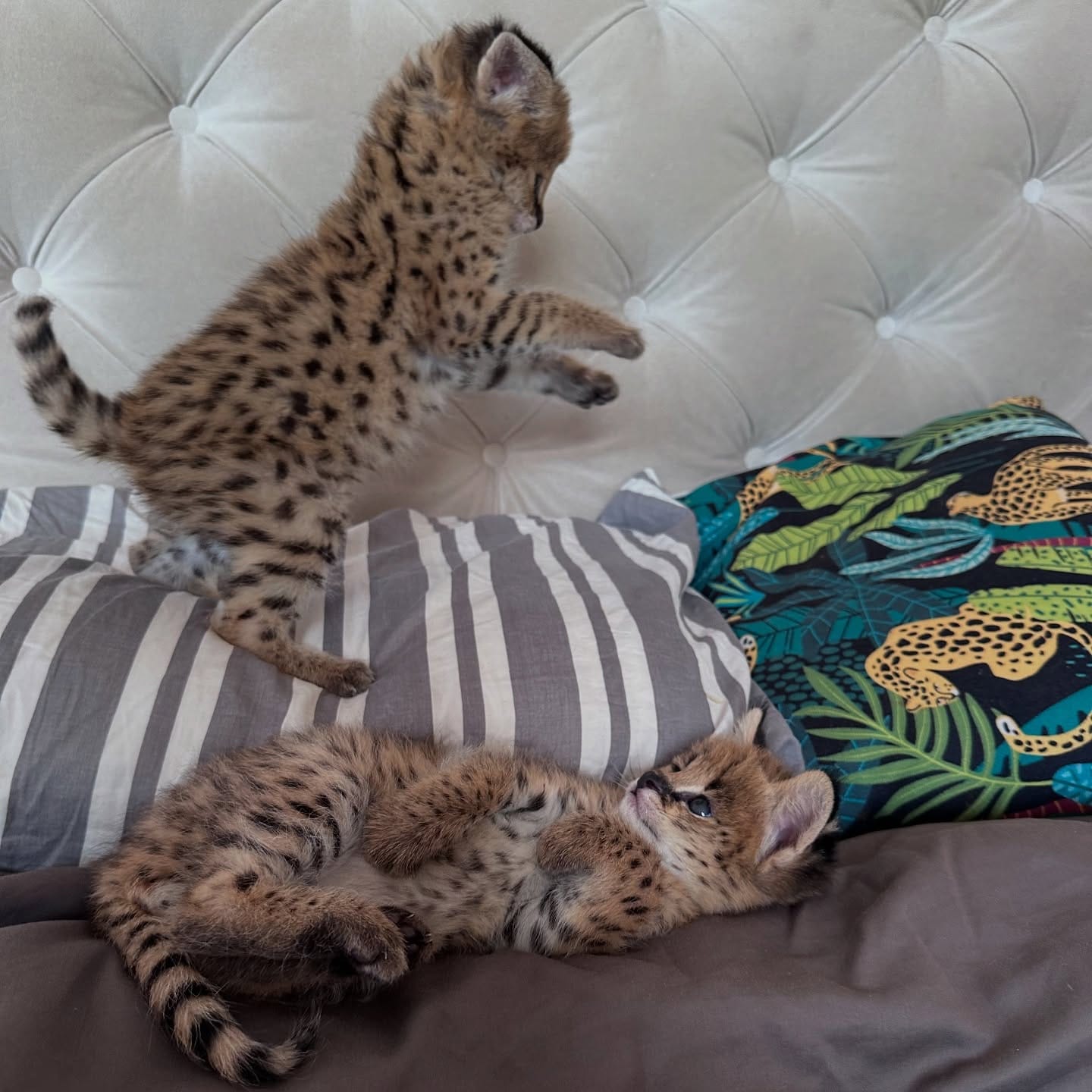 Portal Vendocão Serval excepcional: a elegância da savana em sua casa. santos