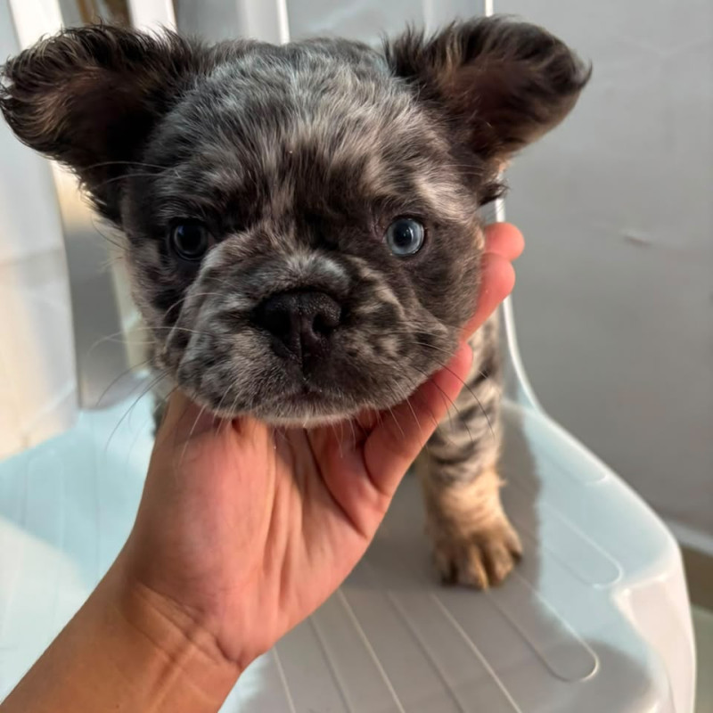 Bulldog Francês Macho – Lilac Tan Merle Fluffy com Pedigree - Foto 2