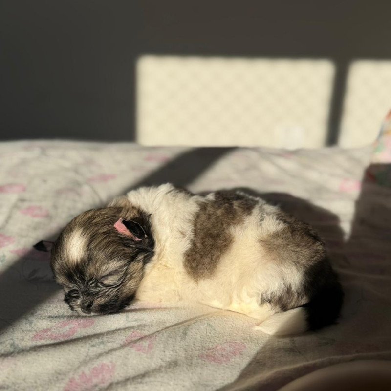 Femea Chihuahua Pelo Longo
