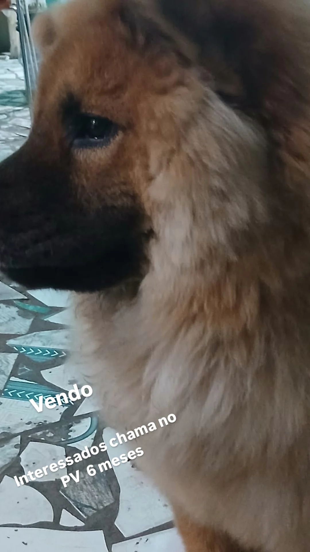 Portal Vendocão Vendo chow chow Salvador 