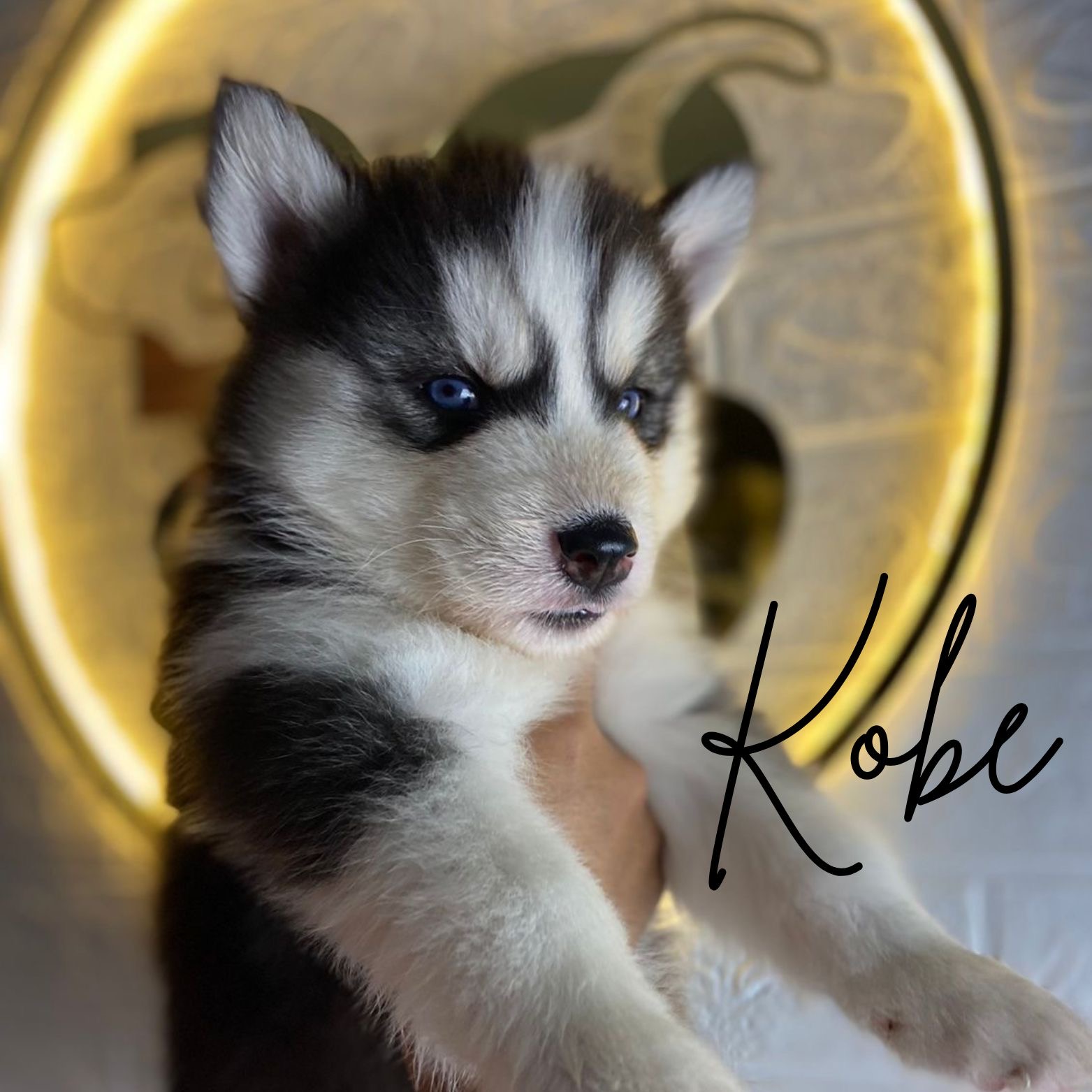 Portal Vendocão Filhotes de husky siberiano  São Paulo 