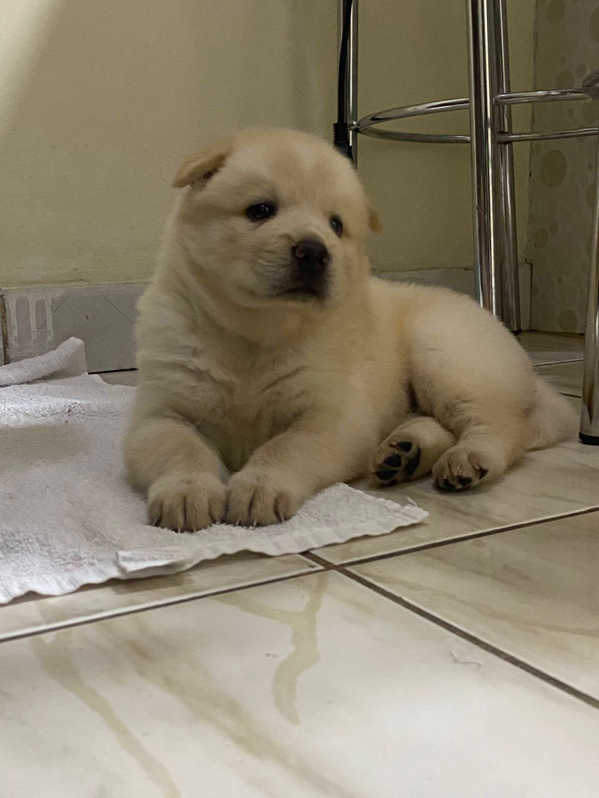 Cadela filhote chow chow com Husky siberiano - Foto 1