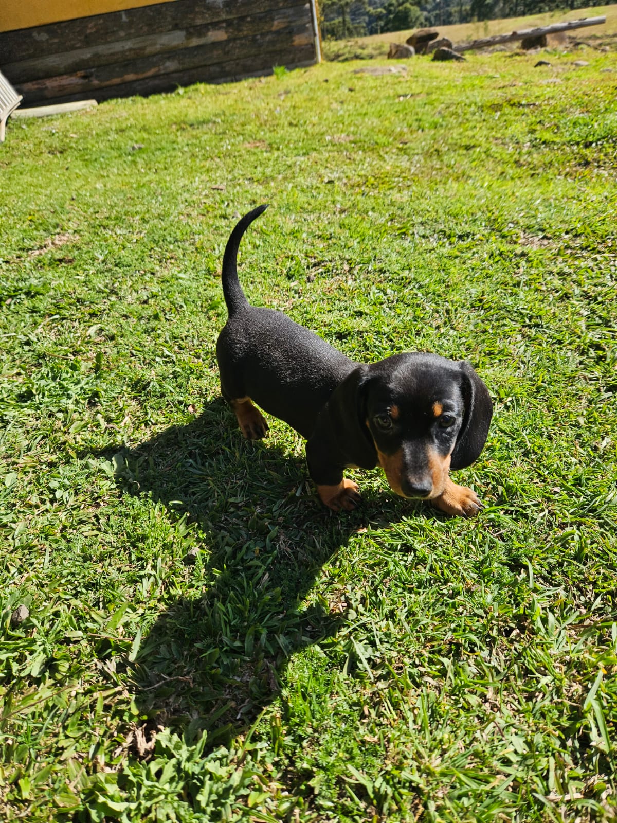 2 Lindos Filhotes Dachshund (salsicha) Vacinados e Desverminados - Foto 1