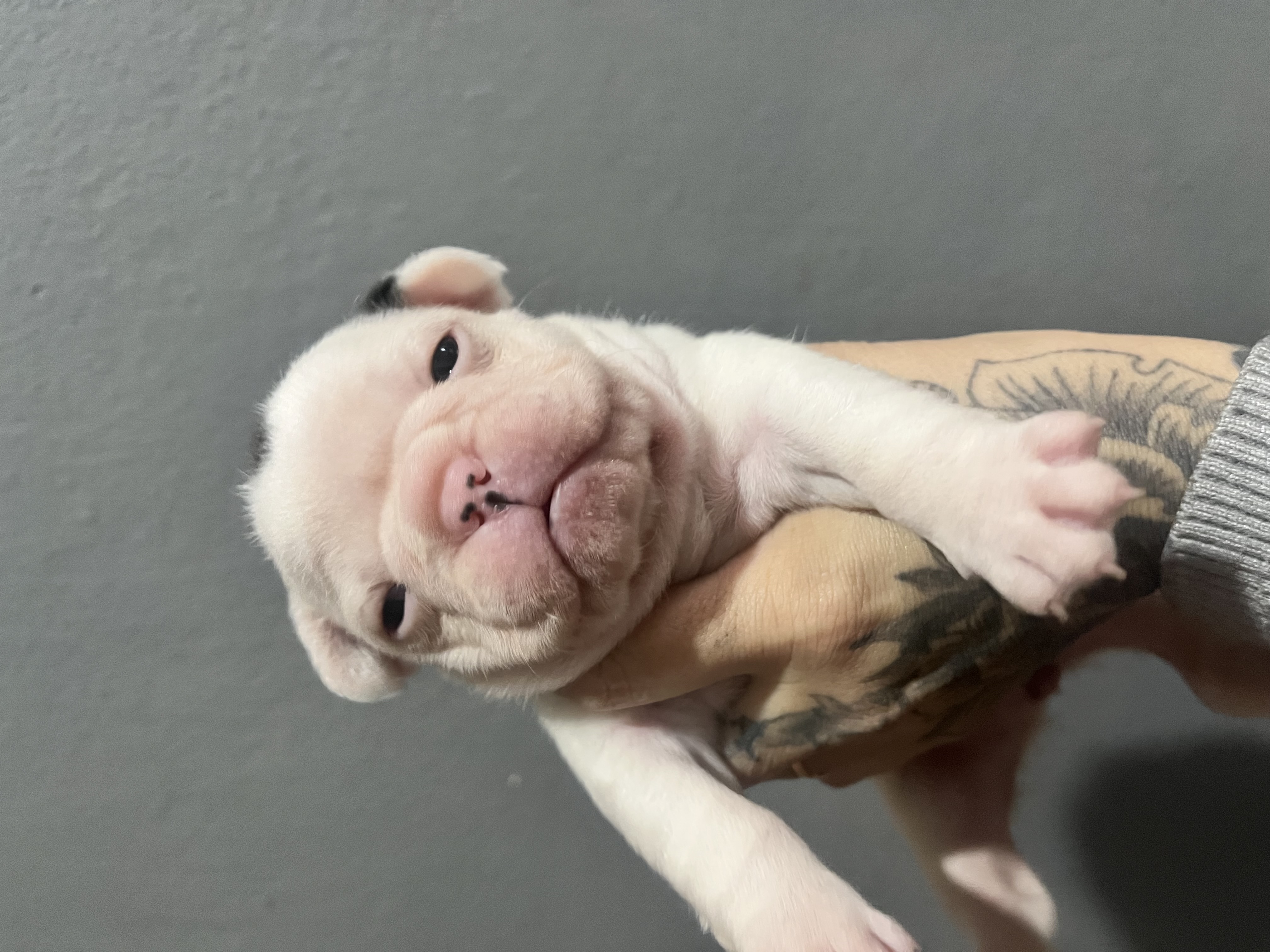 Buldogue francês  - Foto 2