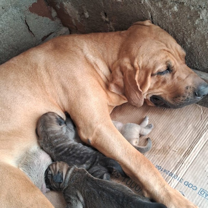 Filhotes de fila brasileiro - Foto 2