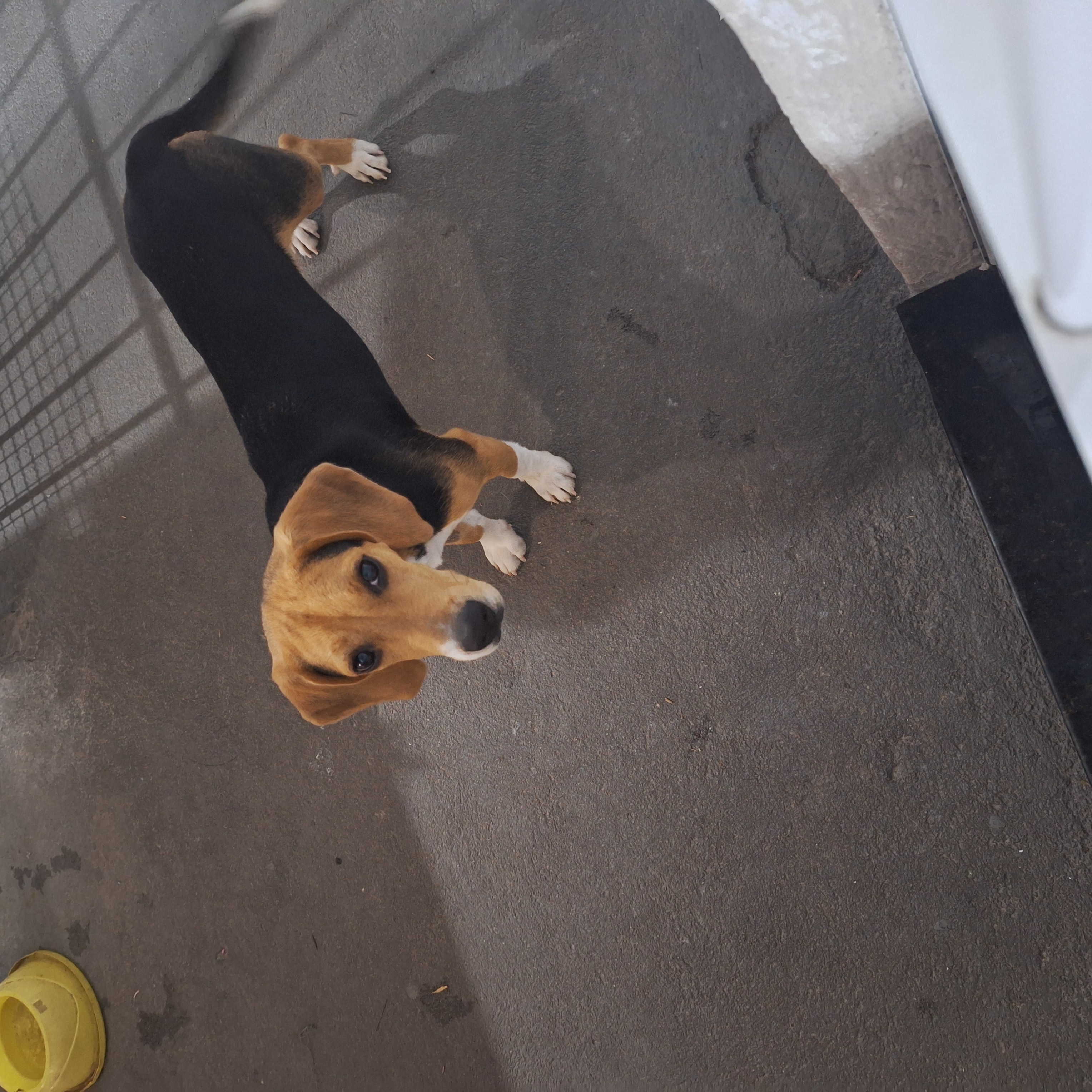 Portal Vendocão Beagle  Serra