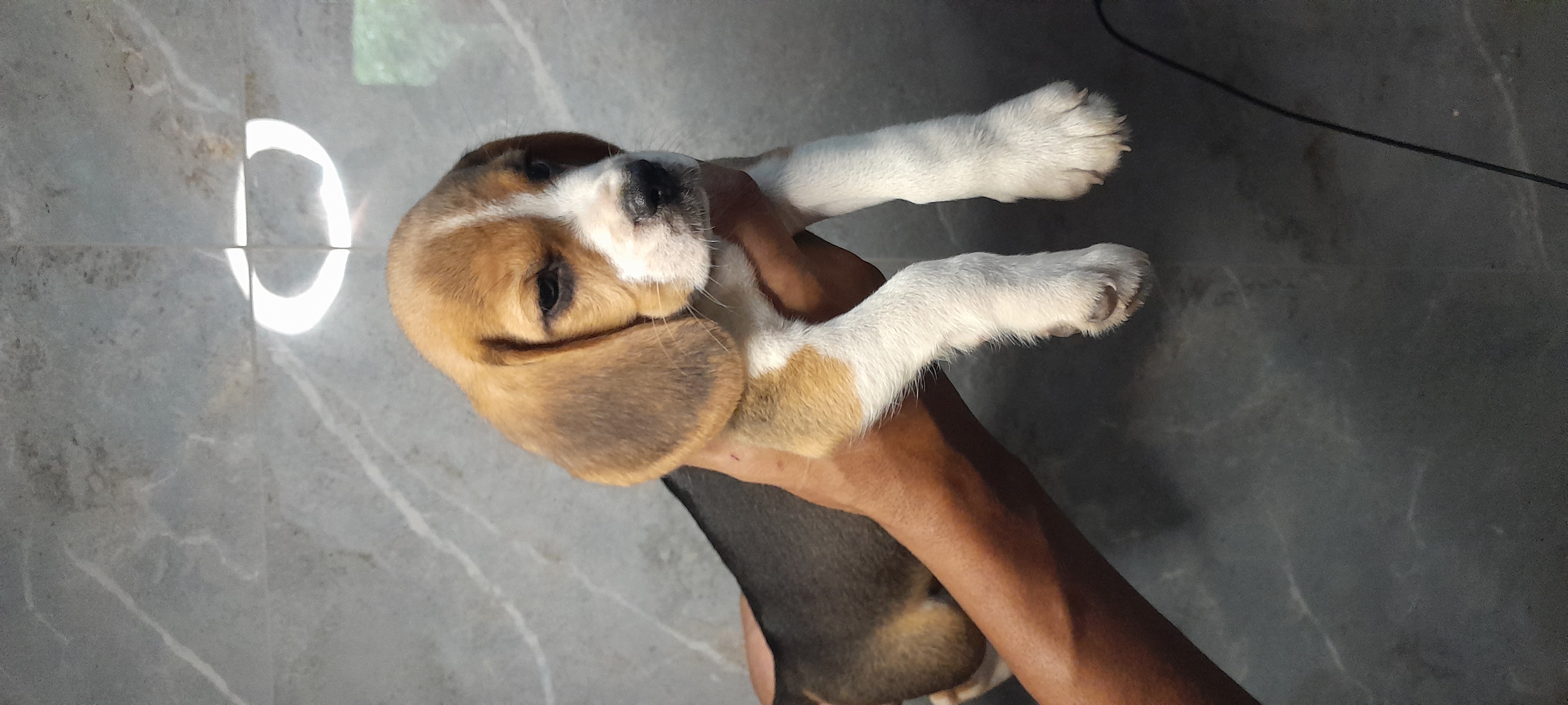 Filhotes Beagles  - Foto 4
