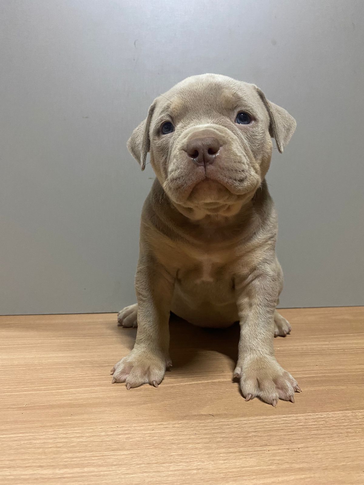Portal Vendocão Filhotes American Bully Igarapé