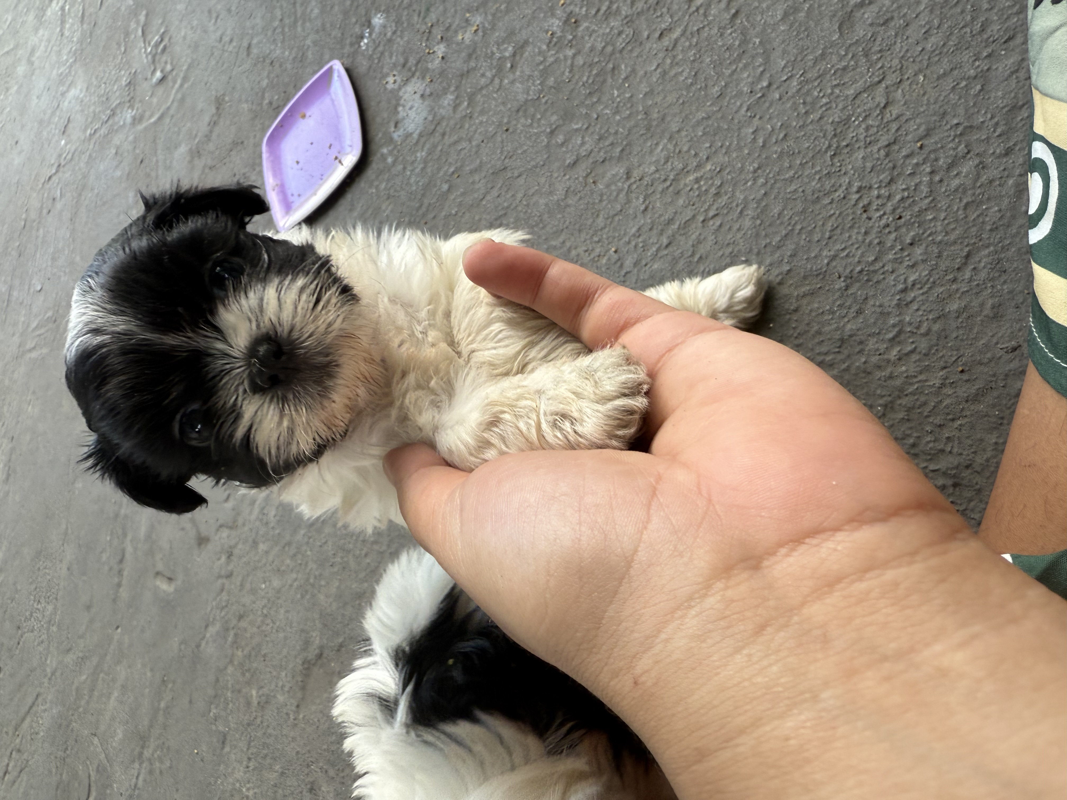 Portal Vendocão Filhotes Shih Tzu Vitória