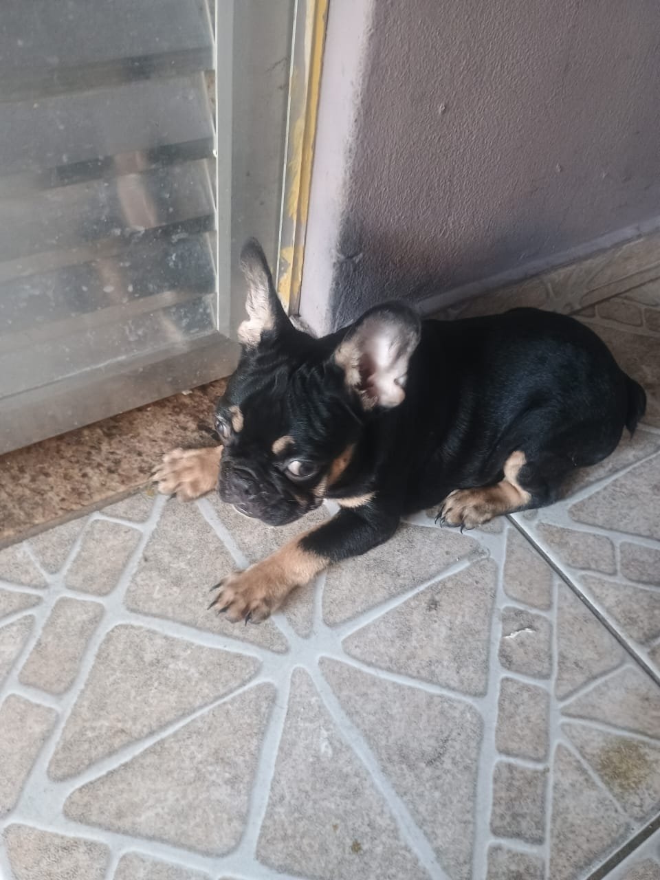 Vendo Buldog de 7 meses - Foto 1
