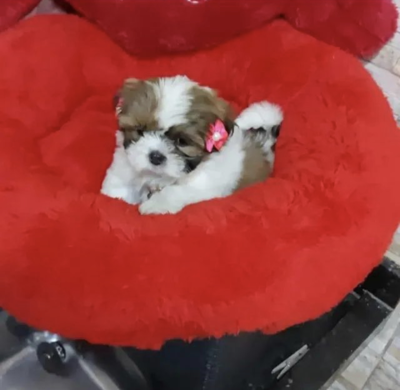 Portal Vendocão Mini shitzu filhotes com garantia e kit Brasília 