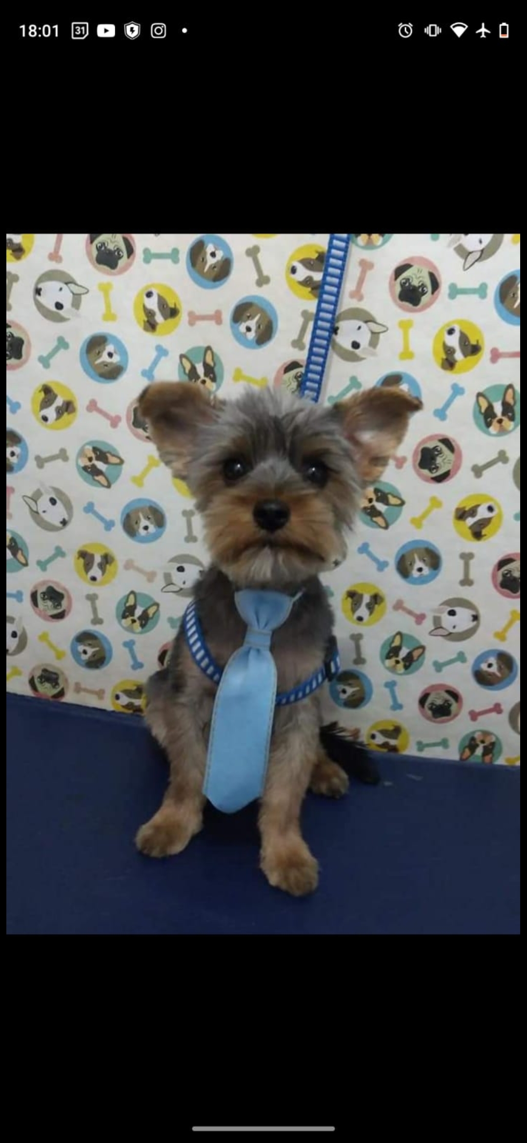 Portal Vendocão Filhotes de yorkshire terrier  Niteroi