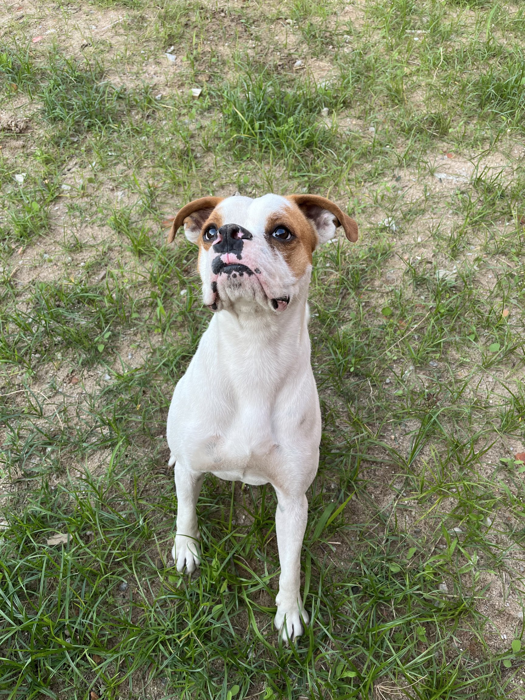 Portal Vendocão O Chucky precisa de um lar! Florianópolis