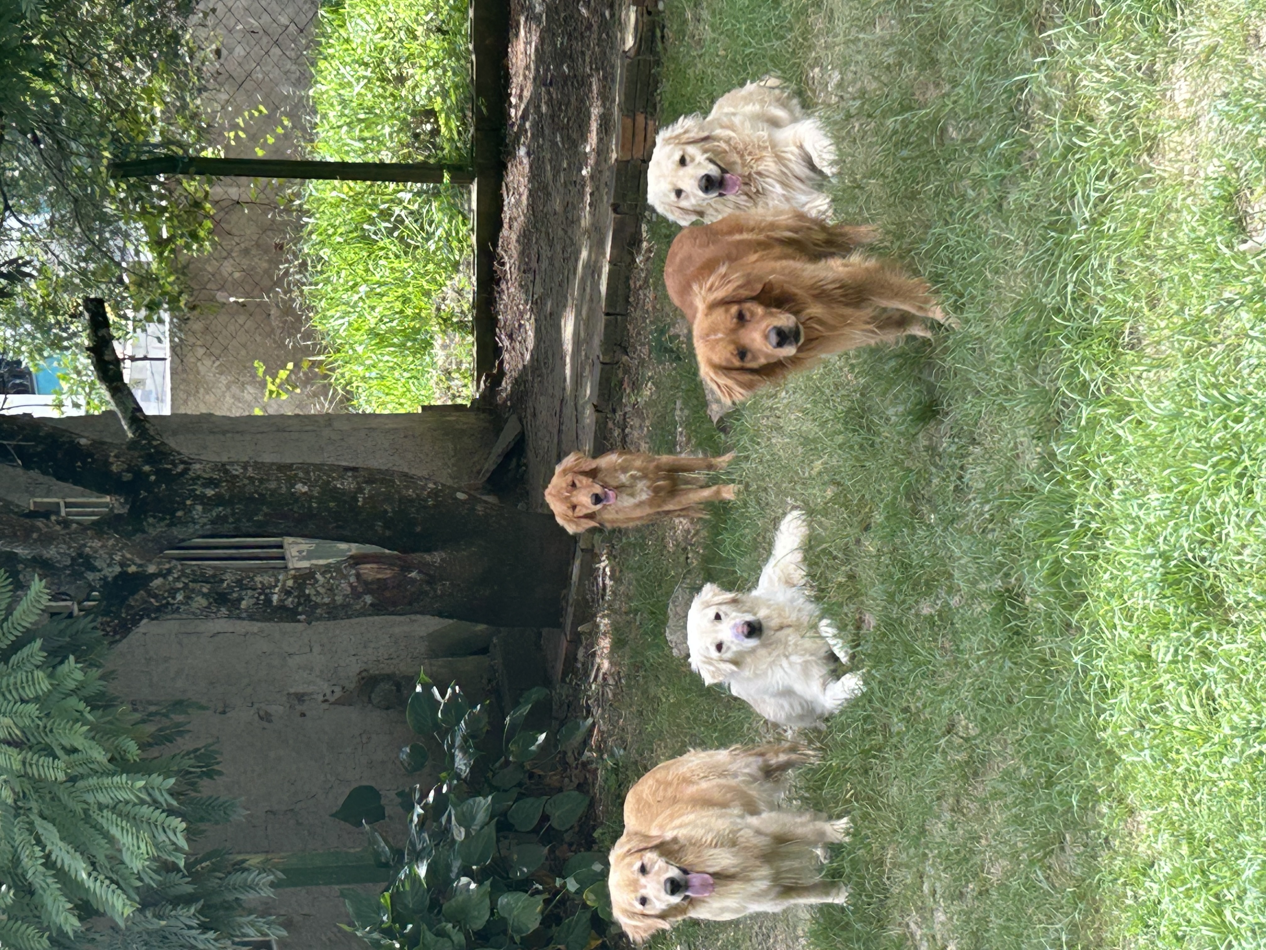 Filhotes de Golden Retriever