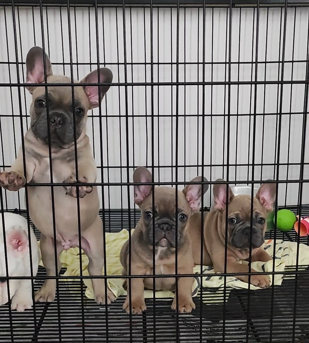 Portal Vendocão Bulldog francês  Goiânia 