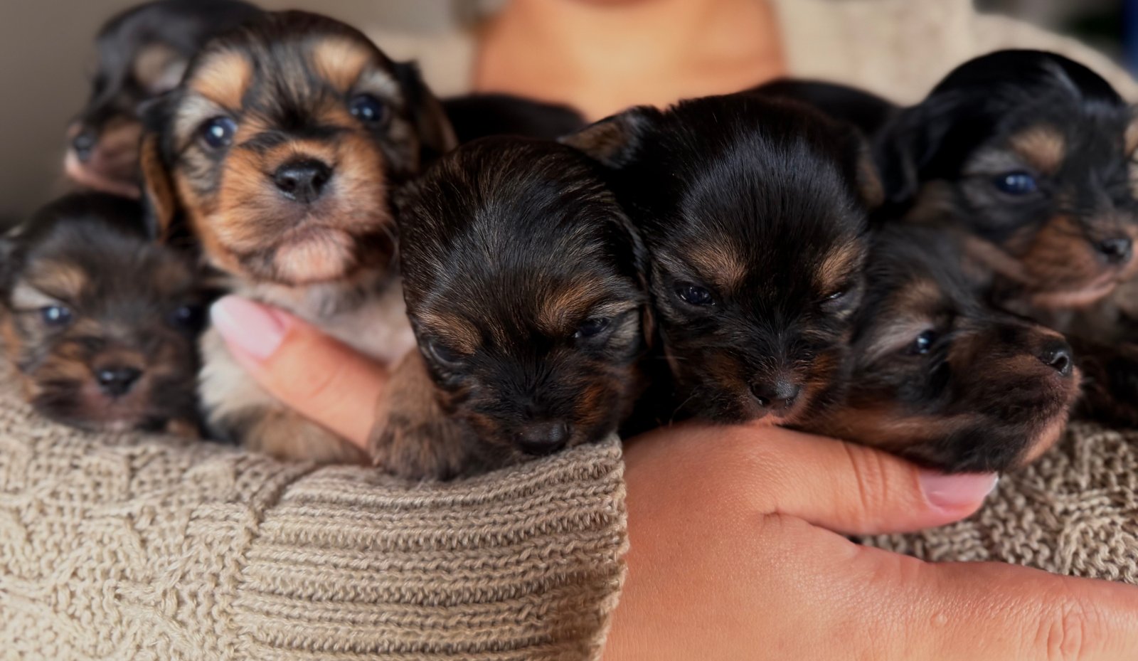  Filhotes de Yorkshire Terrier  - Foto 3