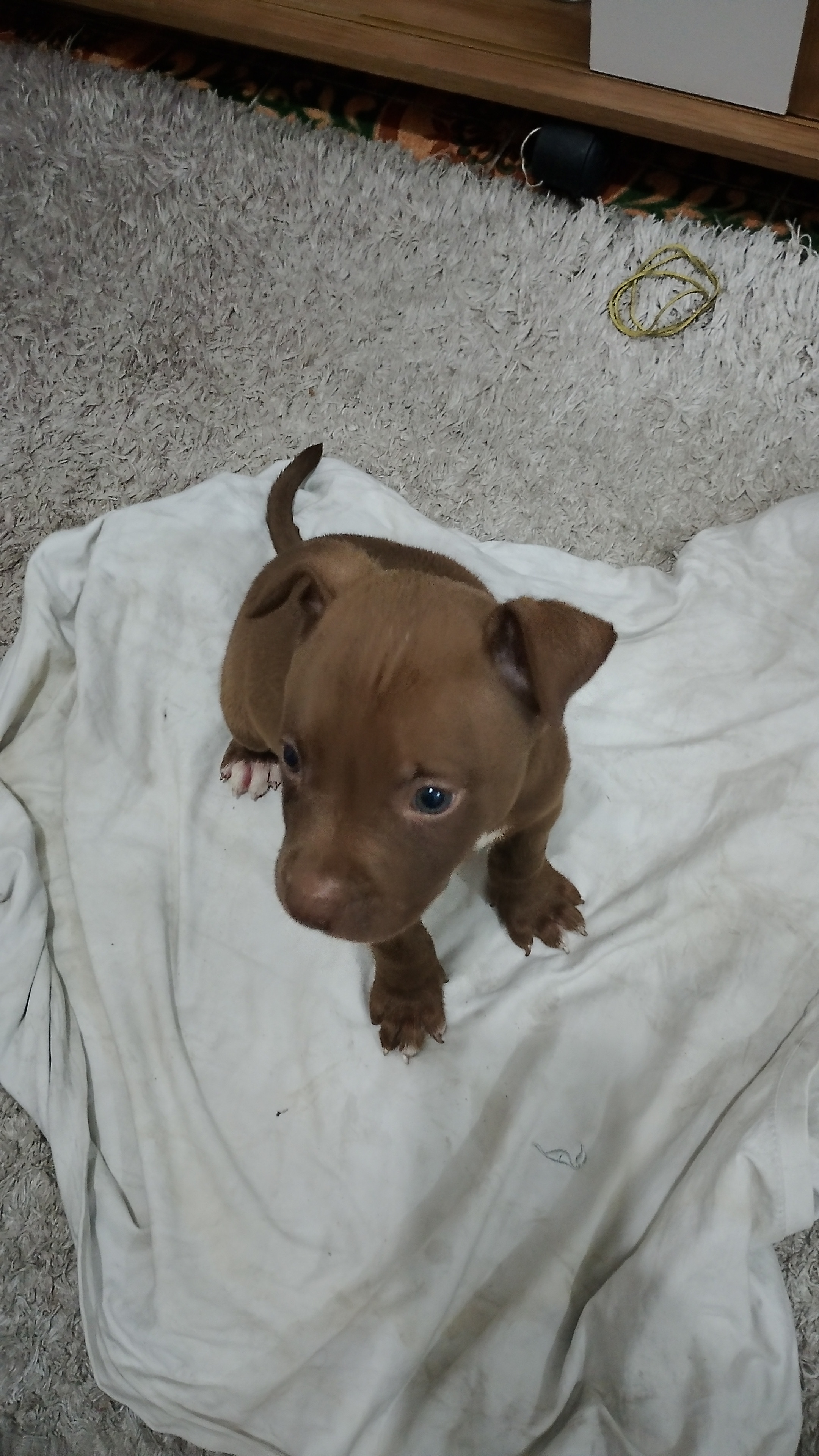 Filhote de pitbull - Foto 2