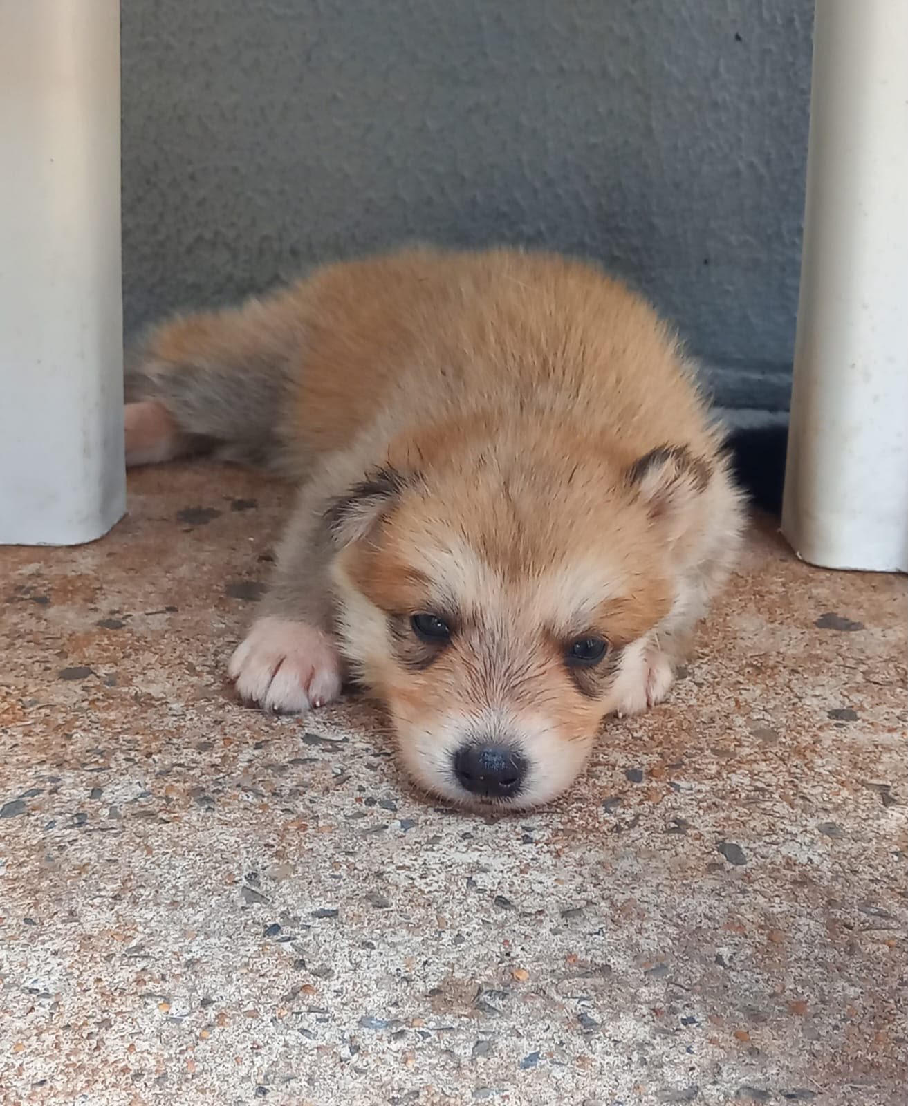 Vendo cachorro  - Foto 4